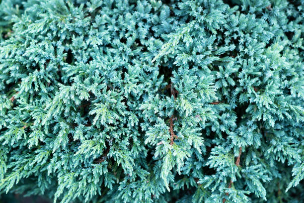 Himalayan Juniper