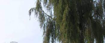 Weeping Temple Juniper, Stiff-leaved Juniper, Needle Juniper Pendula
