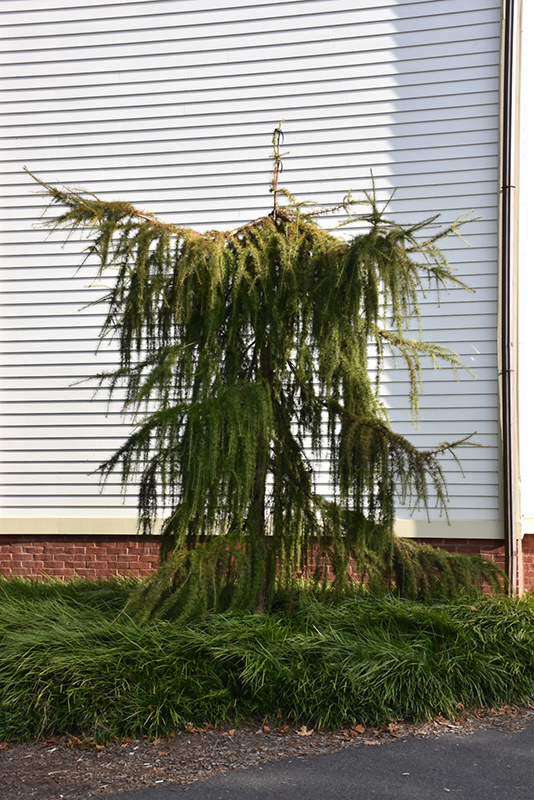 European Larch Varied Directions