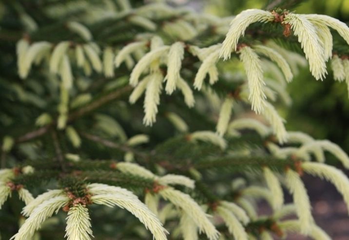 White-tip Norway Spruce Argenteospicata