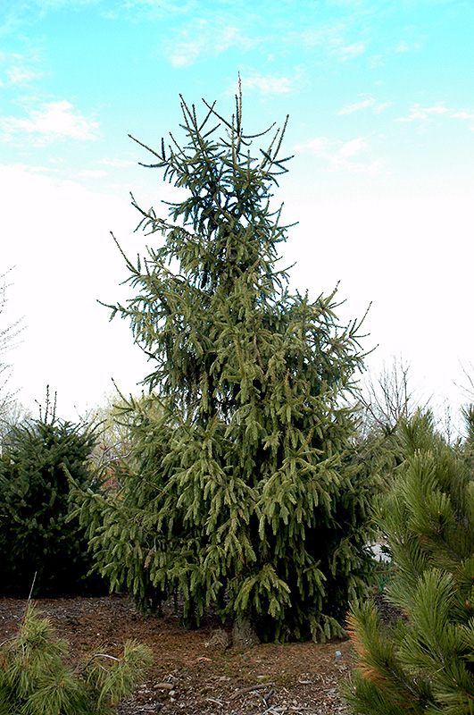 Norway Spruce Elegantissima