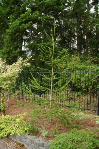 Norway Spruce Virgata