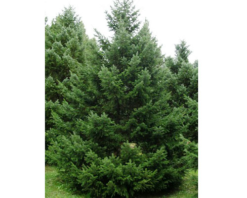 Sakhalin Spruce