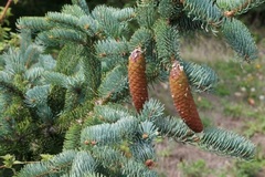 Korean Spruce