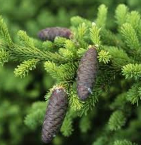 Siberian Spruce