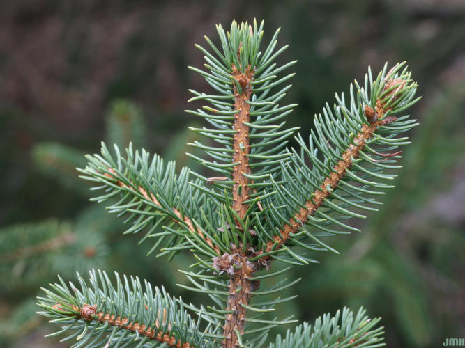 Green Dragon Spruce