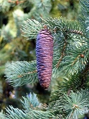 Schrenk Spruce