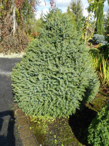 Sitka Spruce Sugarloaf