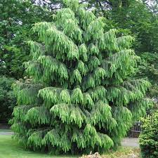 Himalayan Spruce, Morinda Spruce