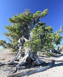 Whitebark Pine