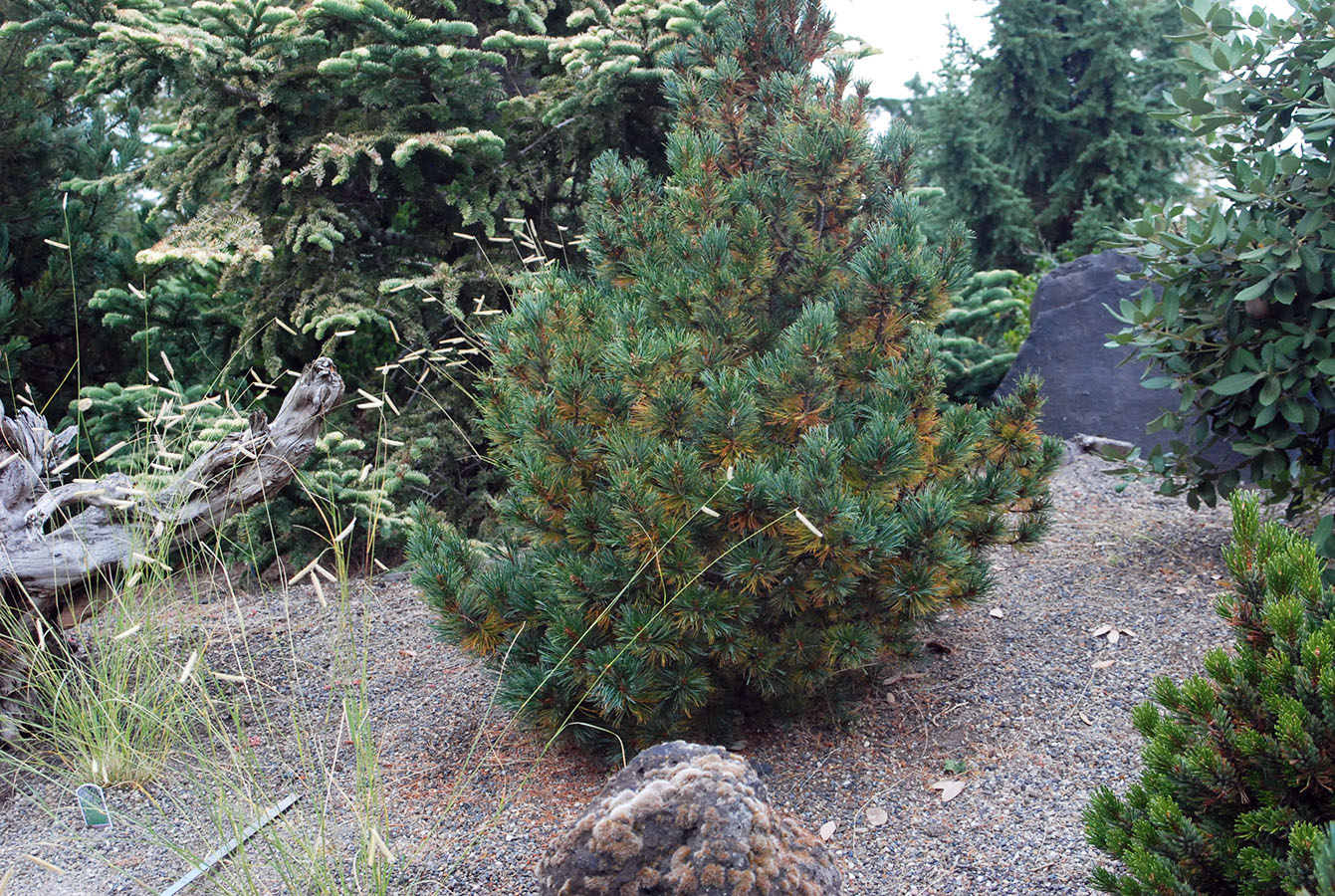 Whitebark Pine Nana