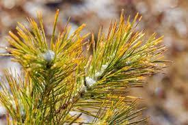 Japanese Red Pine Aurea