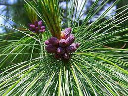 Chilgoza Pine, Chilghoza Pine
