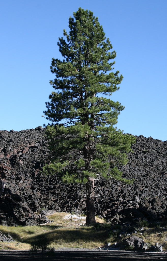 Jeffrey Pine, Yellow Pine