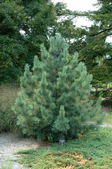 Korean Pine 'Morris Blue'