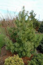 Korean Pine Jack Corbit