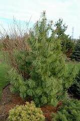 Korean Pine 'Jack Corbit'