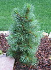 Korean Pine 'Winton'