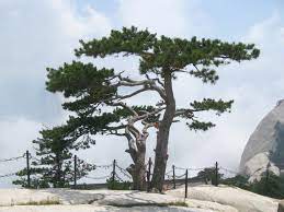 Chinese Red Pine