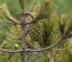 Nelson's Pine, Nelson's Piñon, Nelson's Pinyon