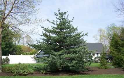 Japanese White Pine Glauca
