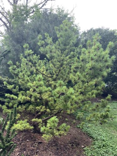 Japanese White Pine Ara Kawa