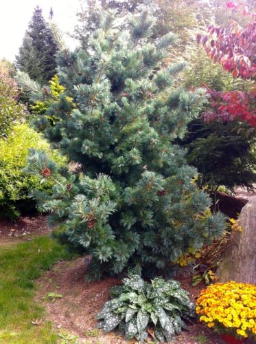 Japanese White Pine Gimborns Ideal