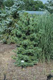 Japanese White Pine Ibo-Can