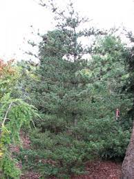 Japanese White Pine Ko-ko-no-e