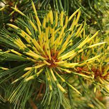 Pinus, Japanese White Pine Ogon-janome