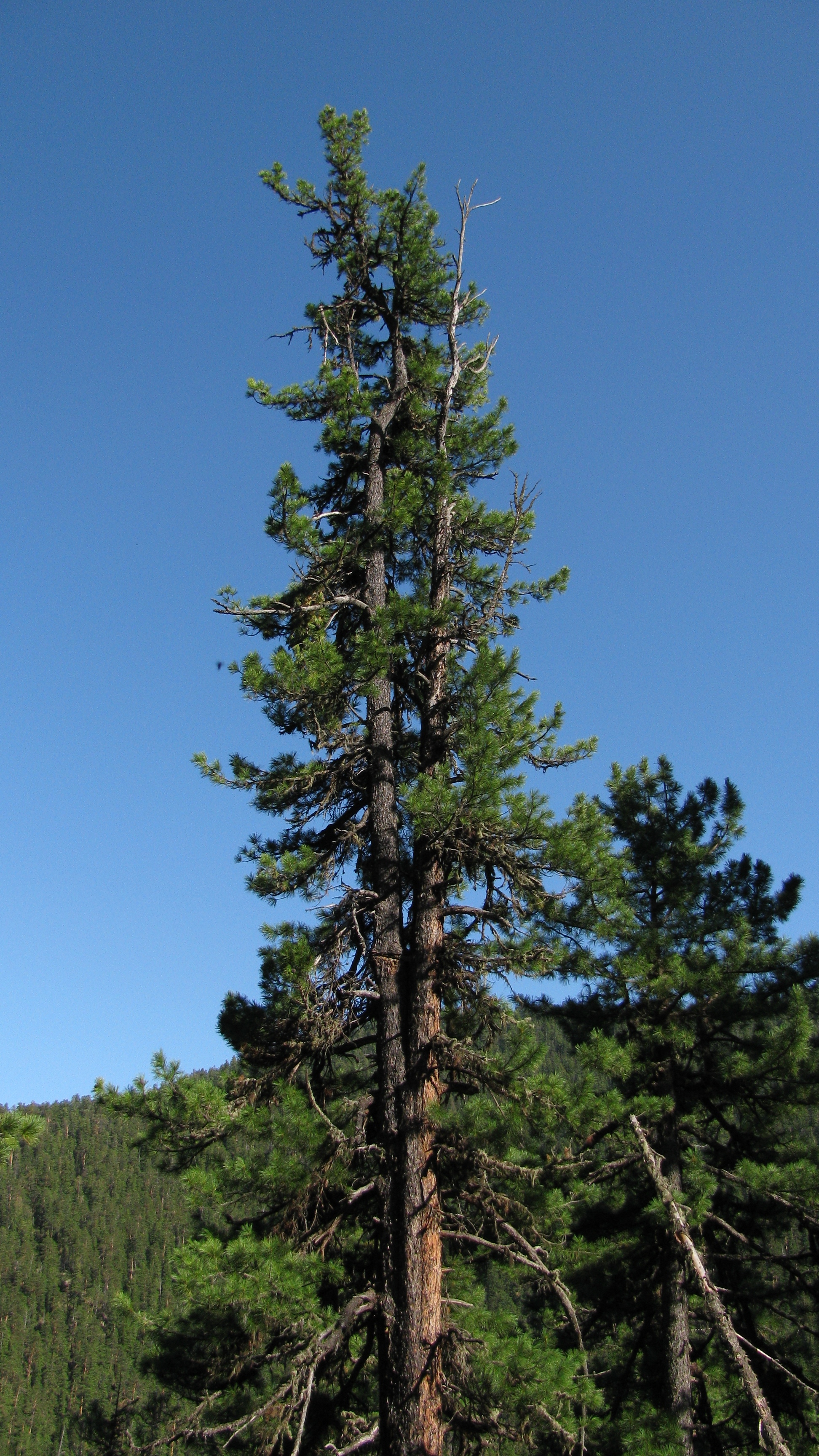 Siberian Stone Pine, Siberian Cedrus