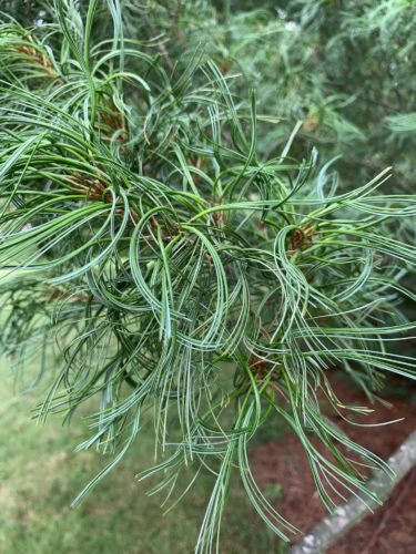 Eastern White Pine Contorta
