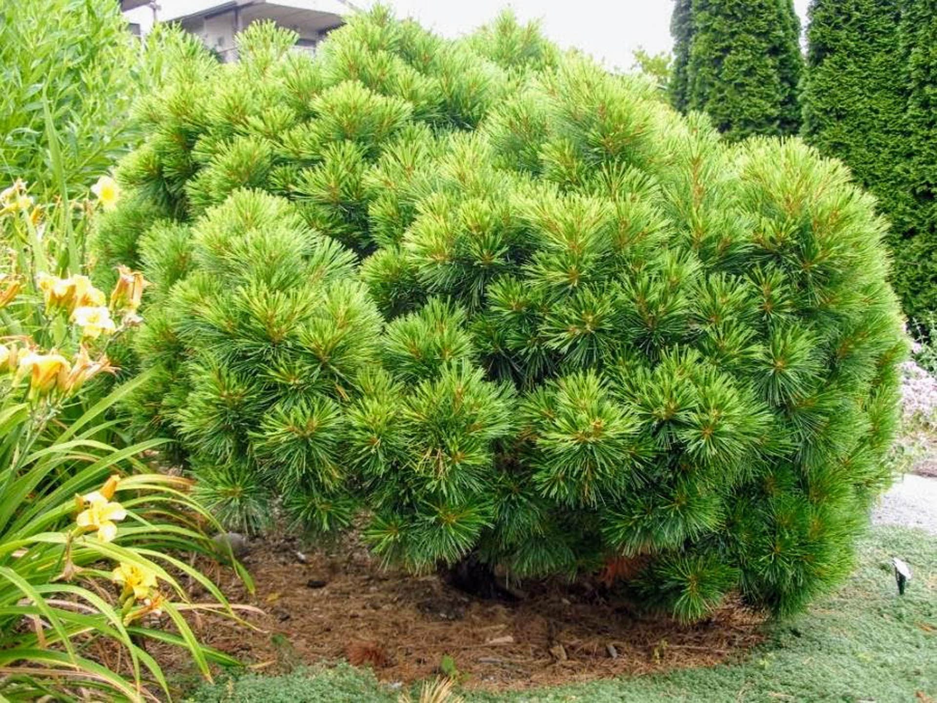 Eastern White Pine Horsford