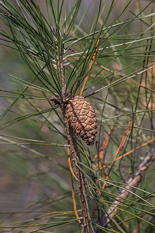 Formosa Pine