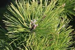 Japanese Black Pine 'Banshoho'