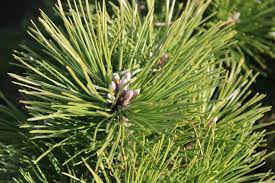 Japanese Black Pine Banshoho