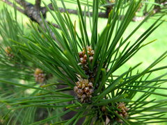 Japanese Black Pine 'Torabu Matsu'
