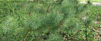 Mugo Pine, Mugho Pine, Swiss Mountain Pine, Mountain Pine