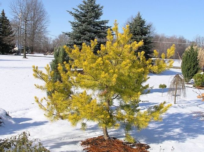 Virginia Pine Wates Golden