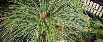 Himalayan Pine, Butan Pine Nana