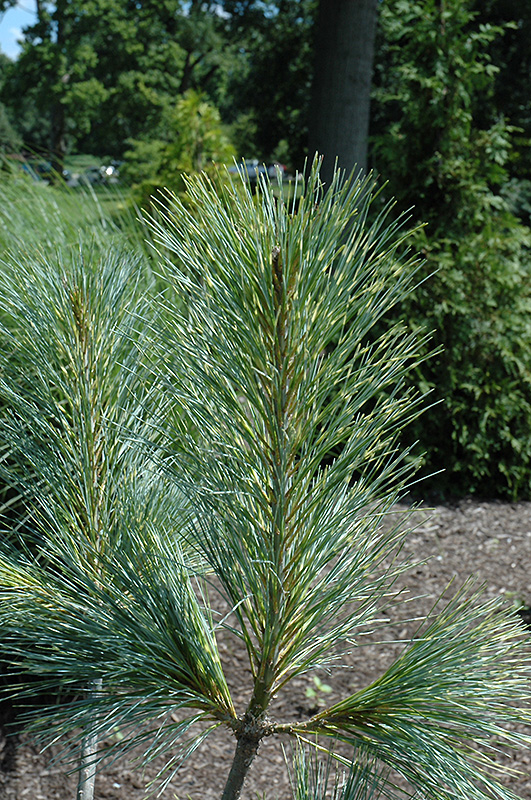 Himalayan Pine, Butan Pine Zebrina