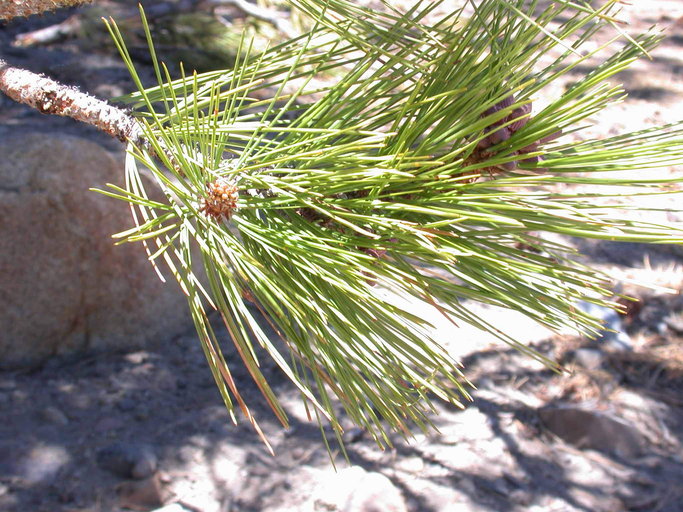 Washoe Pine