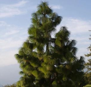 Yunnan Pine, Chinese Pine