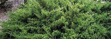 Tasmanian Podocarp