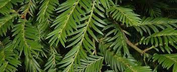 Prumnopitys Species, Black Yew Pine
