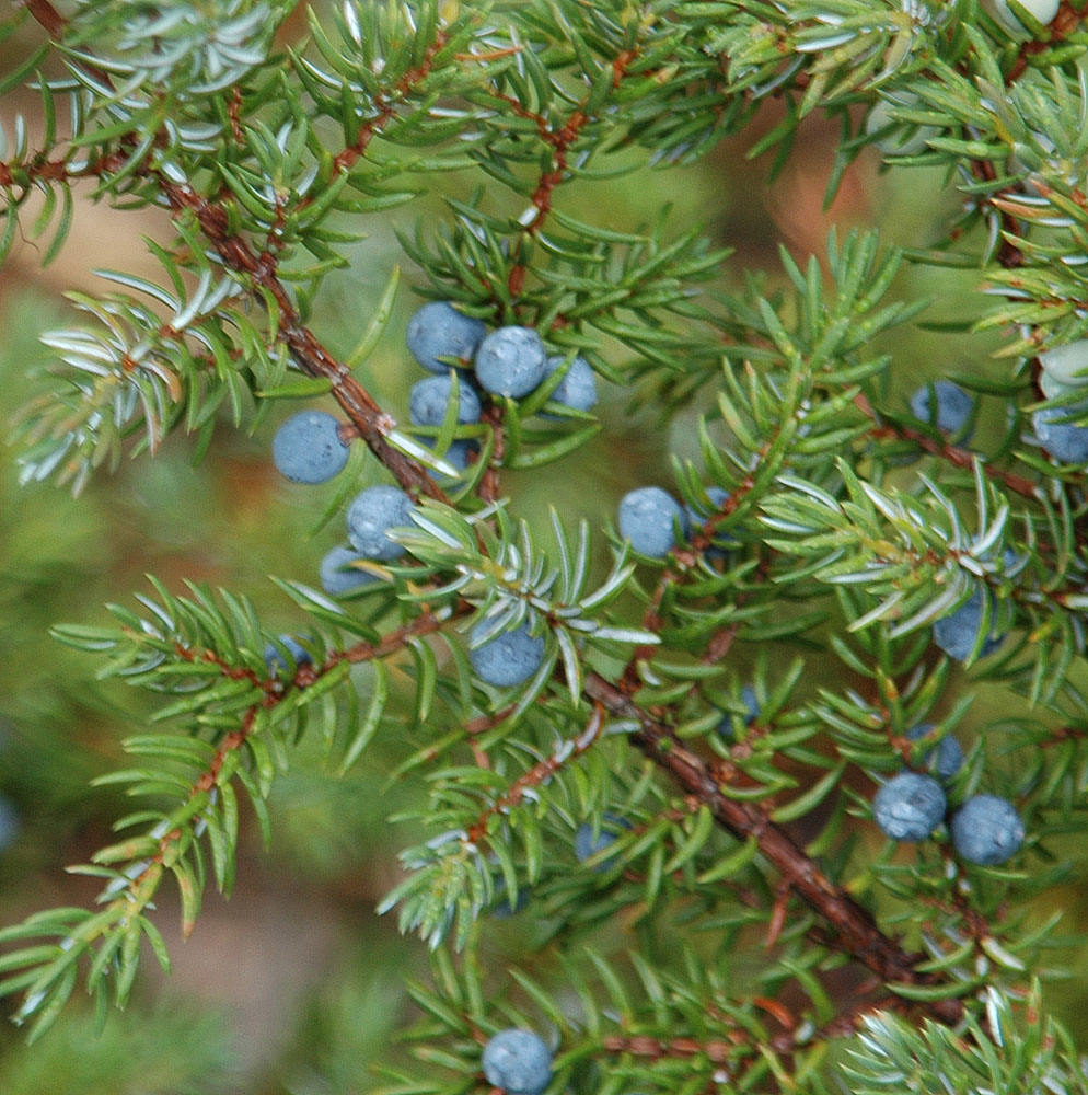 Common Juniper Banff