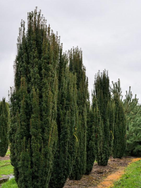 Taxus, English Yew Fastigiata