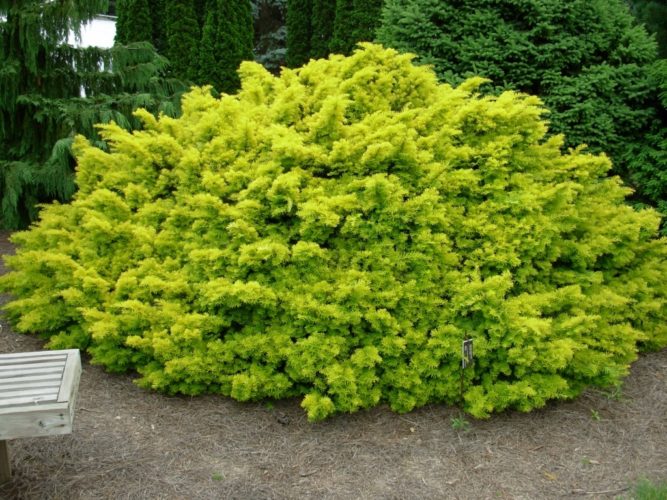 Yew, English Yew Repandens Aurea