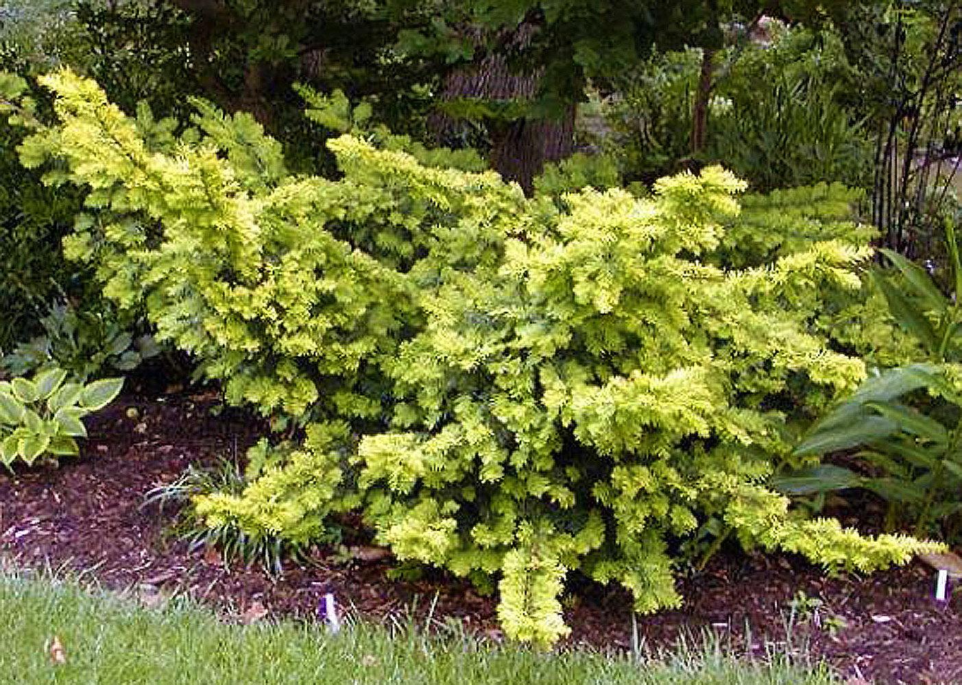 Yew, English Yew Watnong Gold