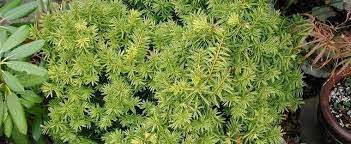 Japanese Yew Aurea